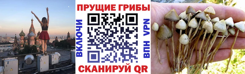 Галлюциногенные грибы Magic Shrooms Зарайск